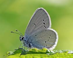 Attēlu rezultāti vaicājumam “Cupido minimus”