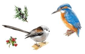 Attēlu rezultāti vaicājumam “Alcedo atthis nest”