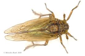 Attēlu rezultāti vaicājumam “Javesella pellucida”