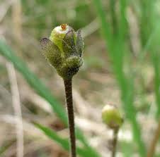 Attēlu rezultāti vaicājumam “Oenothera rubricauli bud”