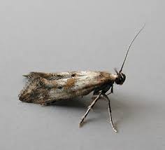 Attēlu rezultāti vaicājumam “Epermeniidae”