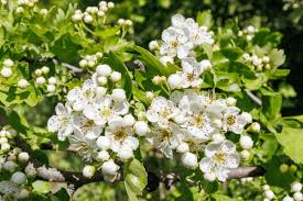 Attēlu rezultāti vaicājumam “Crataegus macracantha flower”