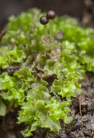 Attēlu rezultāti vaicājumam “Fossombronia wondraczekii”