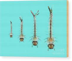 Attēlu rezultāti vaicājumam “Culex pipiens larva”