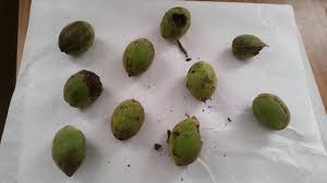 Attēlu rezultāti vaicājumam “Juglans cinerea fruit”