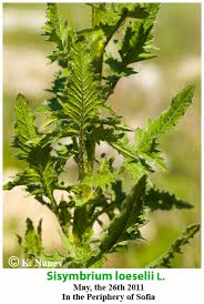 Attēlu rezultāti vaicājumam “Sisymbrium loeselii leaf”