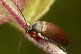 Attēlu rezultāti vaicājumam “Isomira murina”