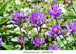 Attēlu rezultāti vaicājumam “Trifolium montanum leaf”