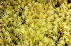 Attēlu rezultāti vaicājumam “Eurhynchium angustirete sporophyte”