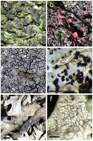 Attēlu rezultāti vaicājumam “Microcalicium disseminatum”