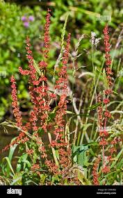 Attēlu rezultāti vaicājumam “Rumex obtusifolius flower”