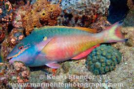 Image result for Sparisoma aurofrenatum