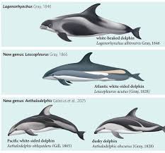 Image result for Leucopleurus acutus