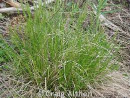 Attēlu rezultāti vaicājumam “Carex montana”