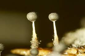 Attēlu rezultāti vaicājumam “Physarum cf. diderma macro”