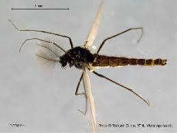 Attēlu rezultāti vaicājumam “Cricotopus”