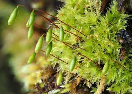 Attēlu rezultāti vaicājumam “Pseudobryum cinclidioides”