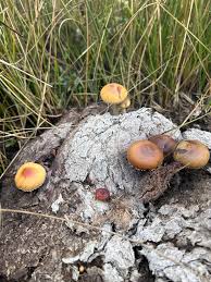 Attēlu rezultāti vaicājumam “Panaeolus papilionaceus”