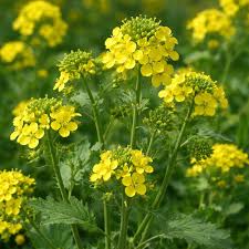 Attēlu rezultāti vaicājumam “Sinapis alba flower”