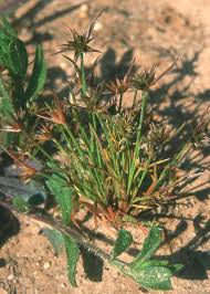 Attēlu rezultāti vaicājumam “Juncus capitatus”