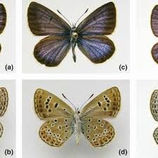 Attēlu rezultāti vaicājumam “Vacciniina optilete male”