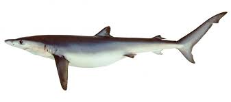 Image result for Prionace glauca