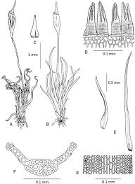 Attēlu rezultāti vaicājumam “Acaulon muticum sporophyte”