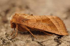 Attēlu rezultāti vaicājumam “Hydraecia micacea”