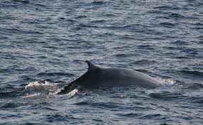 Image result for Balaenoptera physalus