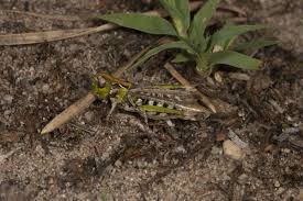 Attēlu rezultāti vaicājumam “Myrmeleotettix maculatus”