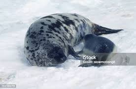 Image result for Cystophora cristata