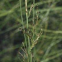 Attēlu rezultāti vaicājumam “Juncus balticus”