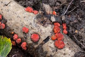 Attēlu rezultāti vaicājumam “Peniophora laurentii”