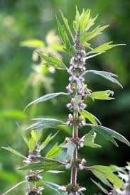 Attēlu rezultāti vaicājumam “Leonurus quinquelobatus”