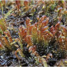 Attēlu rezultāti vaicājumam “Barbilophozia kunzeana”