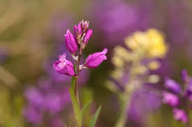 Attēlu rezultāti vaicājumam “Polygala vulgaris flower”
