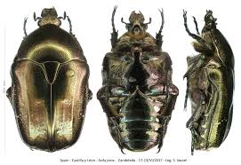 Attēlu rezultāti vaicājumam “Potosia cuprea”