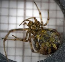 Attēlu rezultāti vaicājumam “Phylloneta sp.”