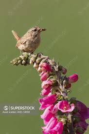 Attēlu rezultāti vaicājumam “Troglodytes troglodytes adult”