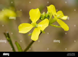 Attēlu rezultāti vaicājumam “Diplotaxis muralis flower”