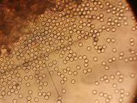 Attēlu rezultāti vaicājumam “Arcyria incarnata”