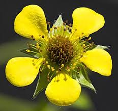 Image result for Geum urbanum