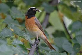 Attēlu rezultāti vaicājumam “Phoenicurus phoenicurus male”