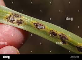 Attēlu rezultāti vaicājumam “Uromyces dactylidis”