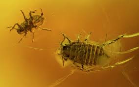 Attēlu rezultāti vaicājumam “Aphodius subterraneus imago”