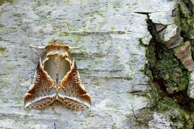 Attēlu rezultāti vaicājumam “Habrosyne pyritoides”