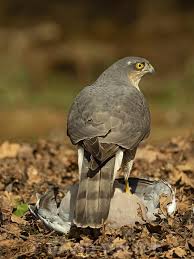 Attēlu rezultāti vaicājumam “Accipiter nisus female”