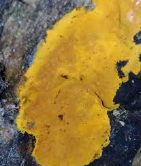 Attēlu rezultāti vaicājumam “Ceriporia viridans”