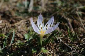 Attēlu rezultāti vaicājumam “Colchicum szovitsii subsp. szovitsii flower”