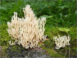 Attēlu rezultāti vaicājumam “Clavicorona pyxidata”